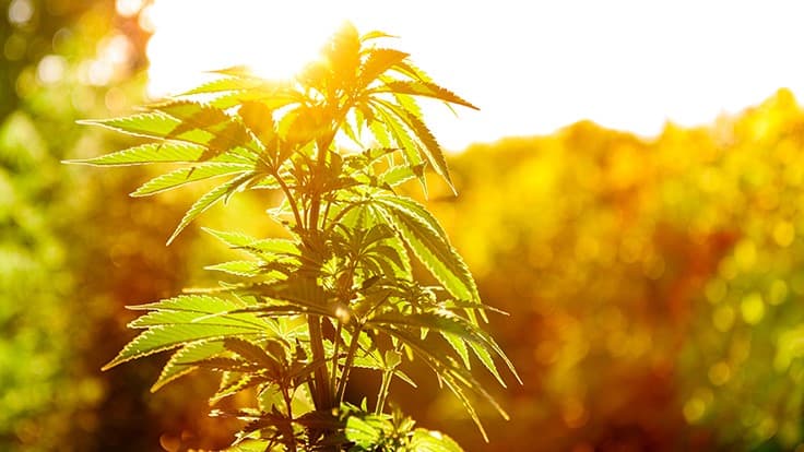 Connecticut Governor Renews Cannabis Legalization Push, Proposes Legalization Bill