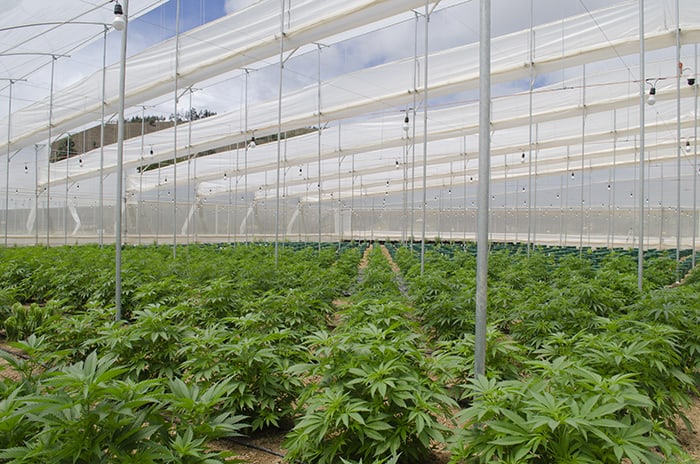 colombia medical cannabis greenhouse