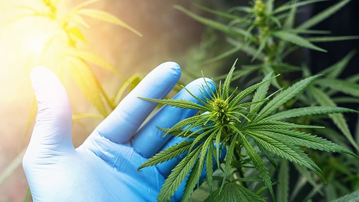 USDA Expands Options For ‘Hot’ Hemp Disposal, Delays DEA-Registered Lab Requirements: UPDATE