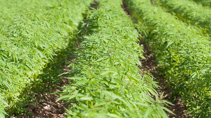 USDA Releases Hemp Economic Feasibility Report, Colorado Outlines Pesticide Approval: Week in Review