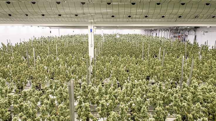 Canopy Growth to Lay Off Roughly 500 Employees, Close Two Greenhouses, Halt Plans for Third Greenhouse