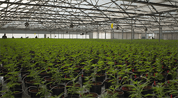 Glass House Farms cannabis