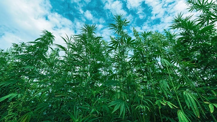Indiana Hemp Farmers Forming Co-Op to Focus on Fiber