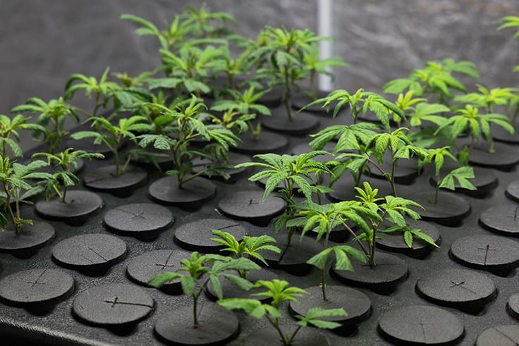 DEA Advances Efforts to Approve Cannabis Cultivation Applications