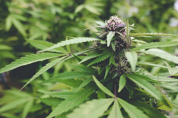 DEA Takes Steps to Approve Cannabis Cultivation Applications, States Issue New Rules for Industry Amid COVID-19 Concerns: Week in Review