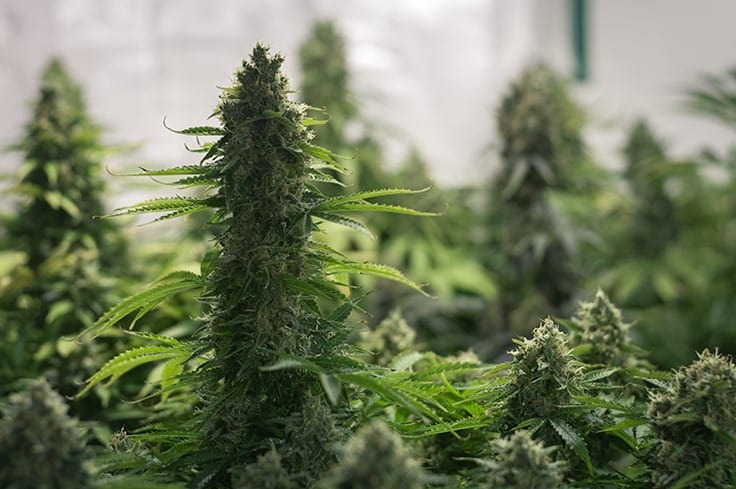 Lebanon Legalizes Medical Cannabis Cultivation