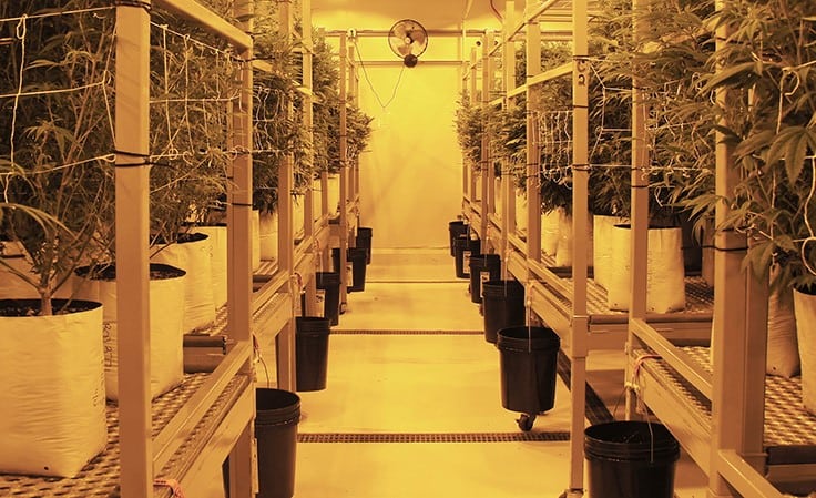 Inside the DEA’s New Promise to Expand Cannabis Cultivation for Research