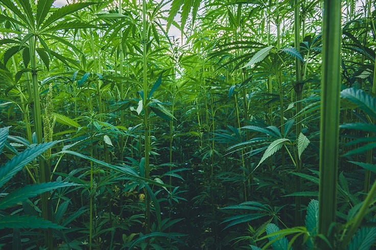 Industry Groups Launch ‘Hemp for Our Future’ Campaign as Coronavirus Crisis Continues Devastation in Health Care Sector