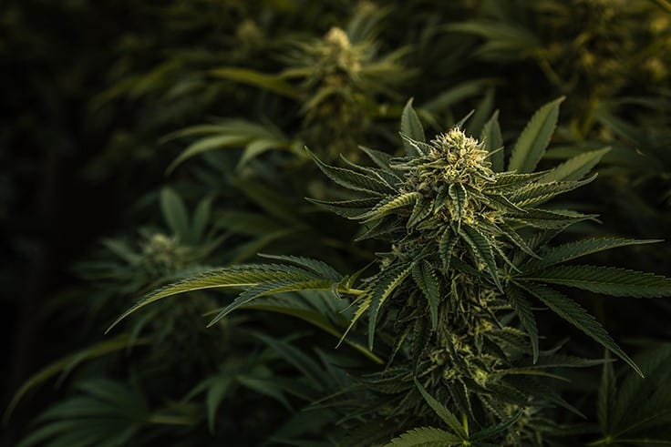 NACB Recommends Regional Approach to Cannabis Legalization, Tilray Plans to Close High Park Gardens Facility in Ontario: Week in Review