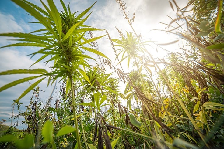 In Colorado, Hemp Growers Look to the Cannabis Market for Relief Ahead of the Switch to New USDA Rules