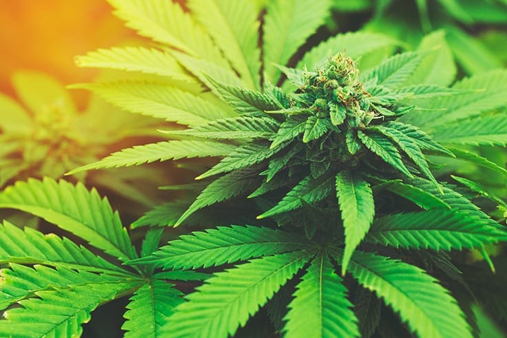 Oregon Extends Curbside Delivery, New Jersey Approves Home Delivery for Medical Cannabis Patients in Response to Ongoing COVID-19 Pandemic: Week in Review