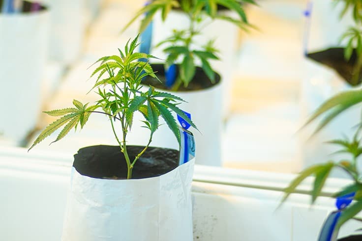 Exclusive Brands Opens New Cultivation Site in Michigan Amid Pandemic Challenges