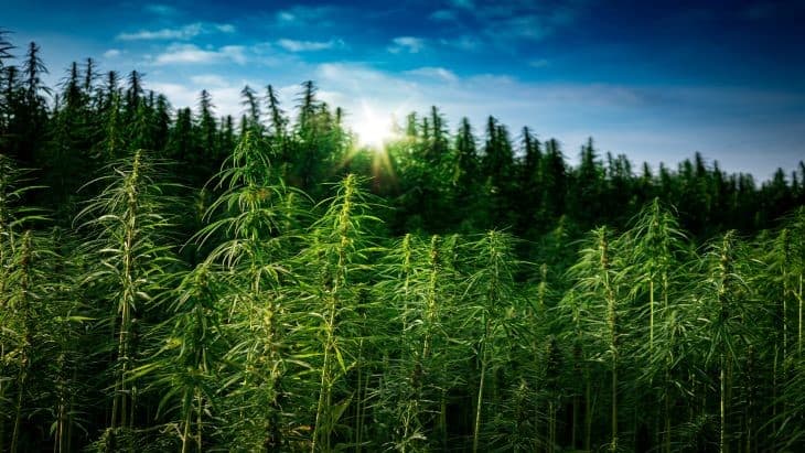 Penn State Extension Offers Budget Models for Hemp Growers