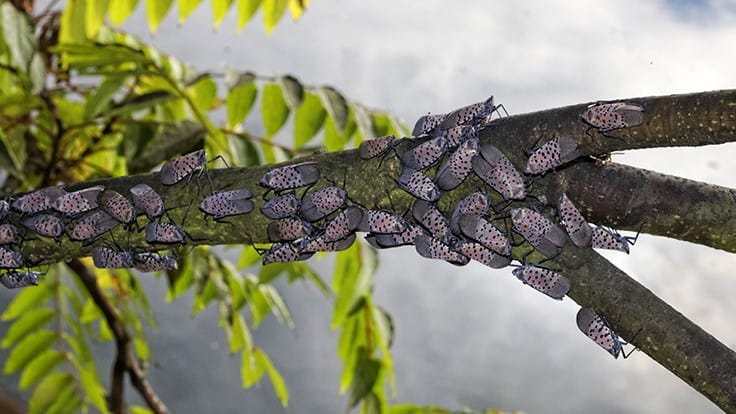 Need to Know: Spotted Lanternfly and Hemp