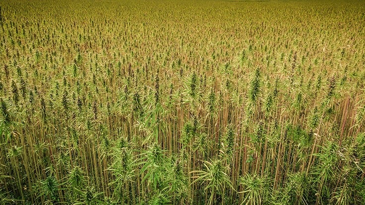 University of California Researcher Receives EPA Funding for Sustainable Hemp Pulping Method 