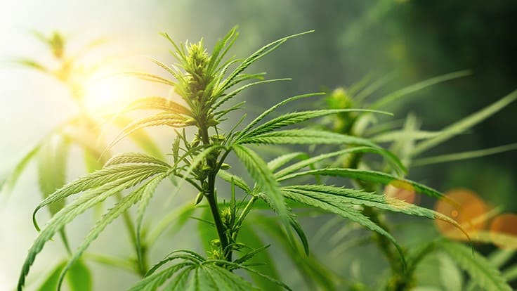 UPDATE: 59 Pesticides Now Approved for U.S. Hemp Cultivation 