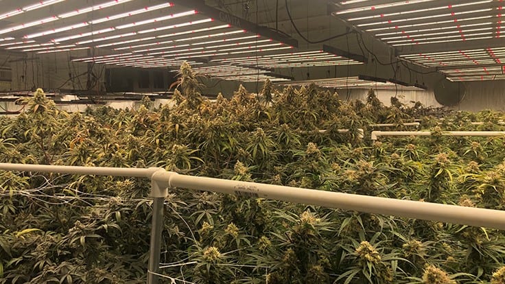 Small Ohio Cultivators Want to Grow More Cannabis