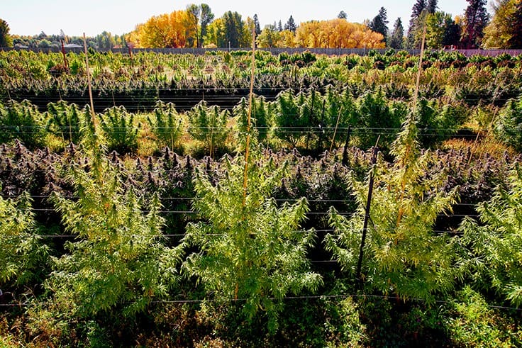 5 Cannabis Harvest Tips for a Successful Outdoor Season