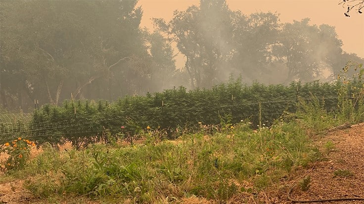 California Wildfires Continue to Ravage State Agriculture, Including Cannabis Farms