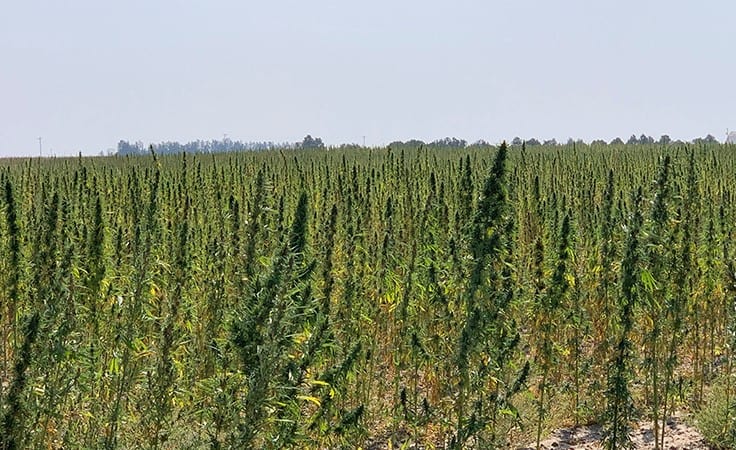 In Wyoming, the Hemp Industry Starts Small But Packs Plenty of Potential