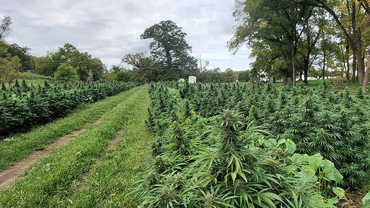 Iowa Wraps First Hemp Season With Lessons Learned and 13% ‘Hot’ Crop Rate