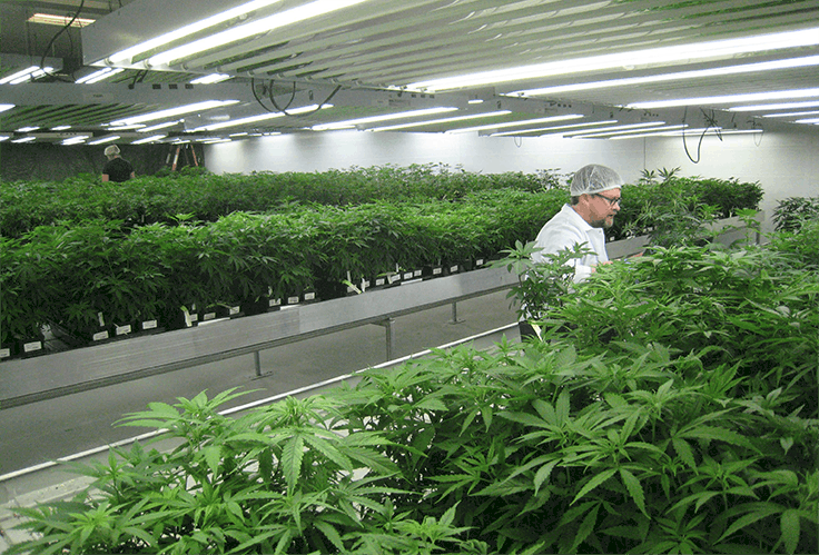 4 Mistakes That Can Jeopardize Your Cannabis Grow Room Project