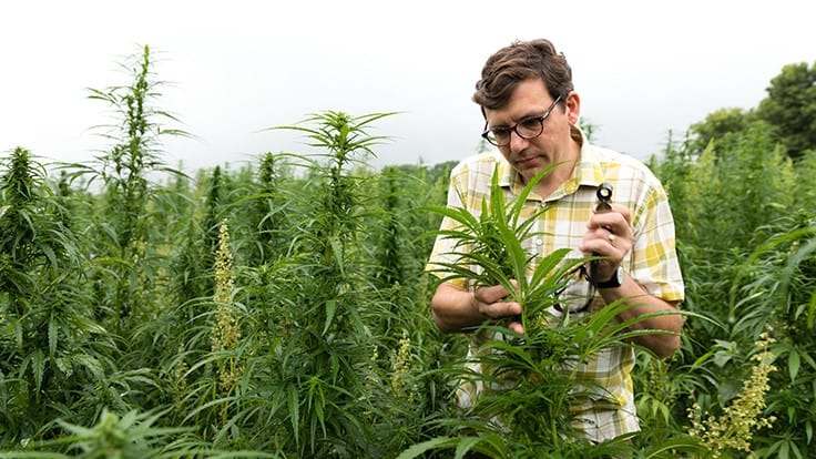 Researchers Develop Test to Determine Cannabinoid Dominance in Cannabis