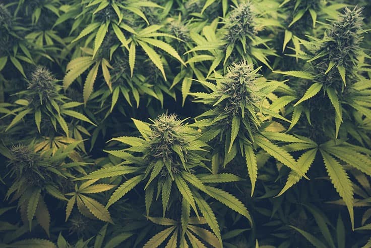 Irish Political Party Announces Plans to Introduce Cannabis Legislation