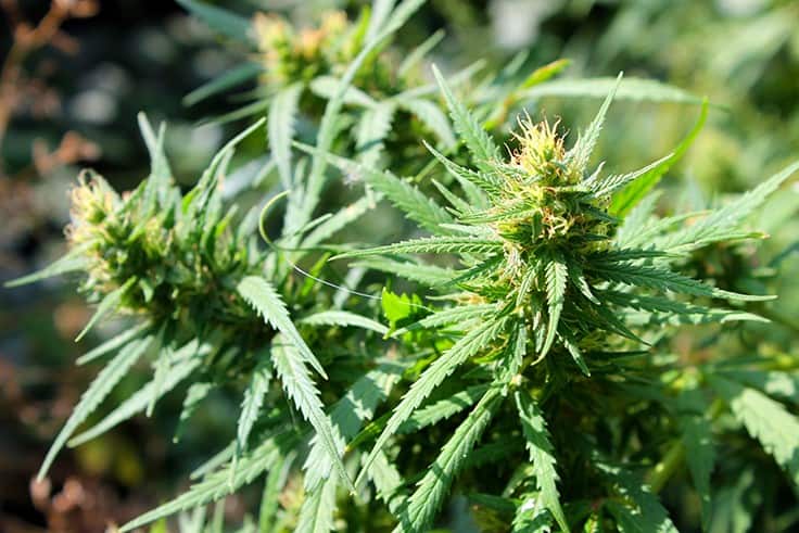South Dakota Lawmakers File Legislation to Implement Adult-Use Cannabis Program