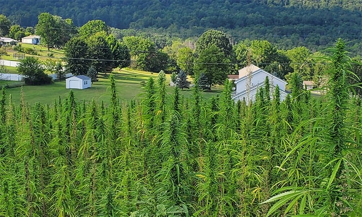 Susquehanna Mills Co. Saw the Opportunities in Hemp Seed Oil and Began Growing Its Own Knowledge of the Crop