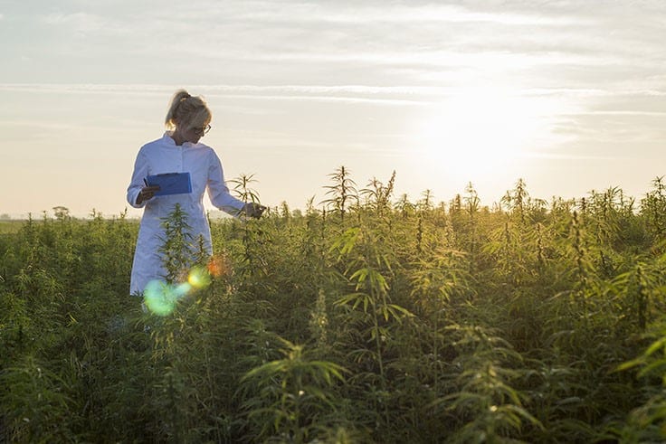 Offering Another Option With Organic-Certified Hemp: Q&A With Allay Consulting CEO Kim Stuck 