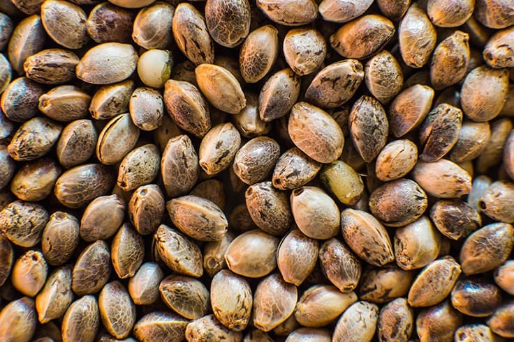 4 Tips for Planting Hemp Seeds This Spring