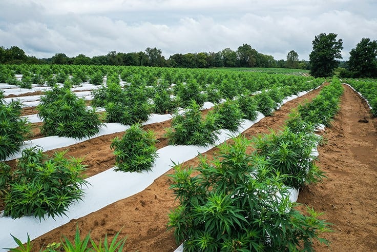Experienced Growers Suggest Planning Ahead and Starting Slow to Expand Your Industrial Hemp Operations