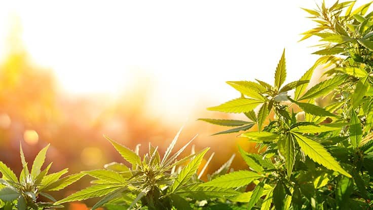 Hemp Inc.’s Multiple Hemp Grows Across the Country Expected to Yield Rich Results by the End of the Year and Throughout 2022