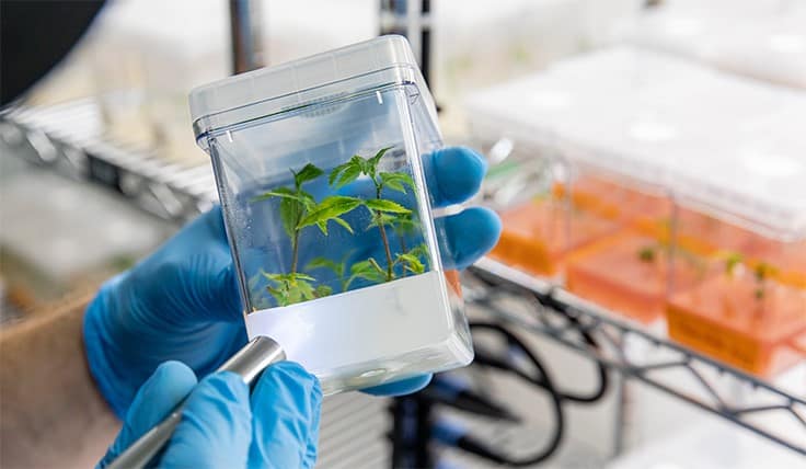 CULTA Launches Maryland's First Cannabis Tissue Culture Program