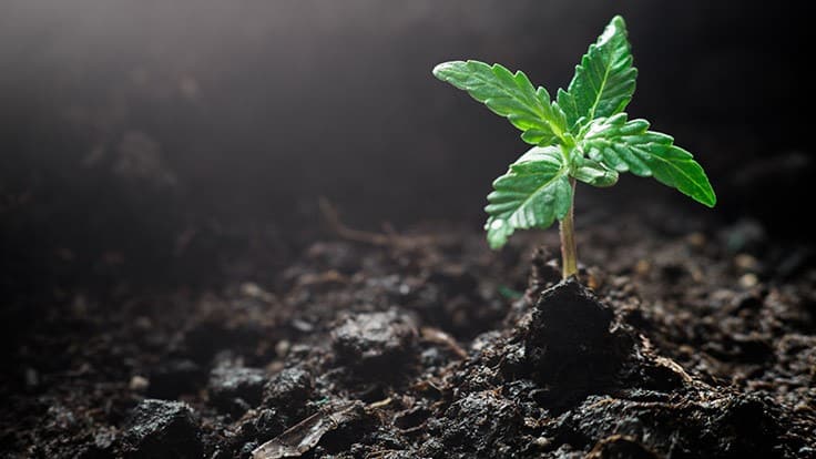 5 Tips To Maintain a Healthy Organic Living Soil for Your Indoor Cannabis Facility 
