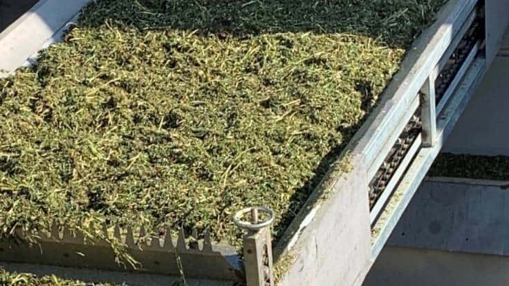 Ag Marvels Invests in R&D to Fine-Tune Drying Stage of Hemp Processing