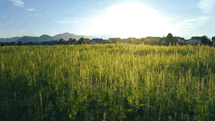 Cannabis Farm