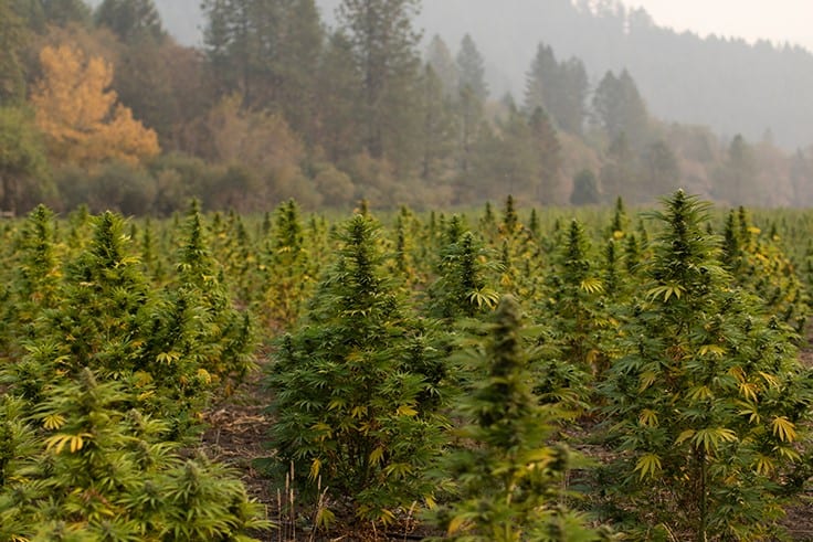 Oregon Launches Hemp Field Inspections to Crack Down on Illicit Cannabis Operations