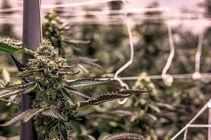 California Cannabis Company Sues Tennessee Titans’ Julio Jones and His Former Atlanta Falcons Teammate, Roddy White, Over Illegal Cannabis Sales