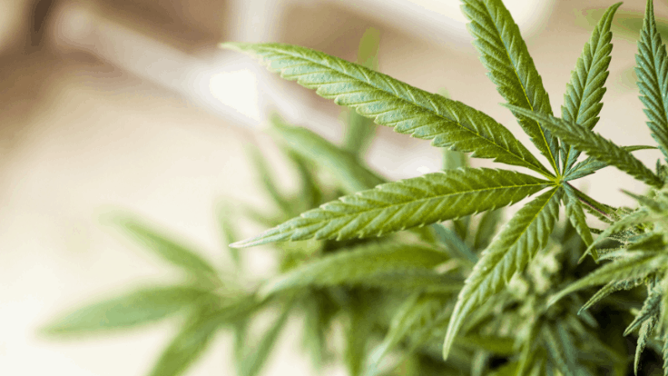 Oregon Law Enforcement Seizes $50 Million Worth of Cannabis at Illegal Grow
