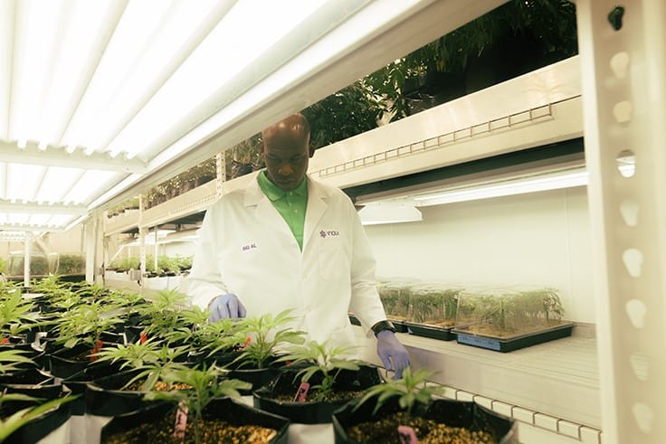 Viola’s Harrington Institute Provides Education to Bring ‘New Wave of Talent’ to Cannabis Industry