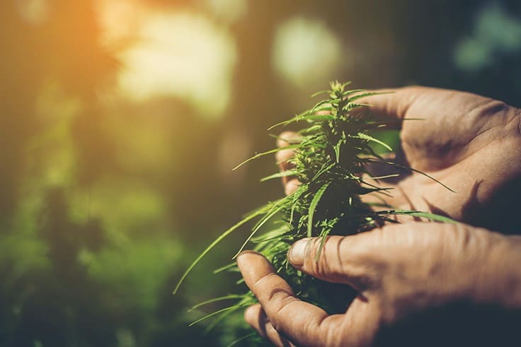 ASTM International’s Cannabis Subcommittee Sets to Work on Sustainability Standards