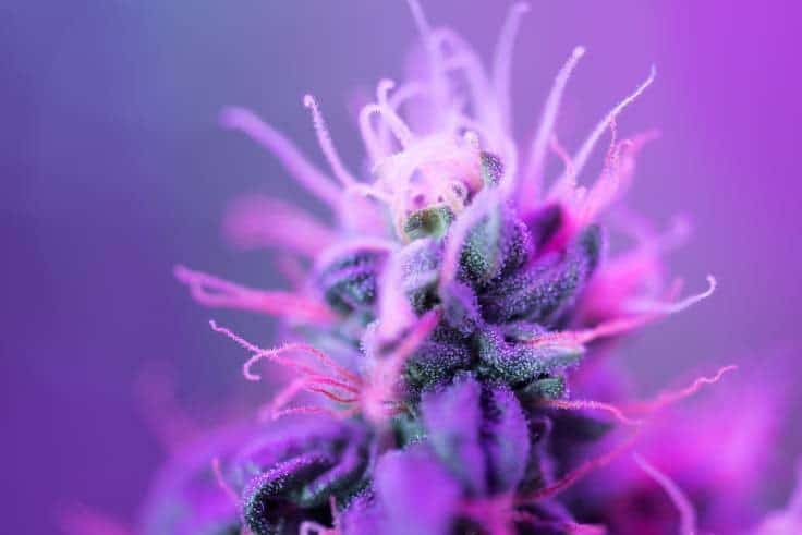 Diversify Your Cannabis Breeding Portfolio