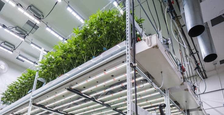 New Research Finds LEDs Now Most Popular Lighting Type in Cannabis