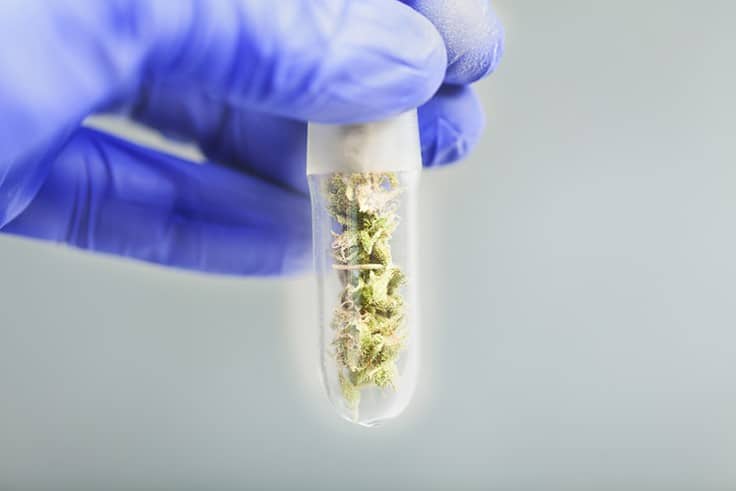 Thailand Unveils International Medical Cannabis Research Center
