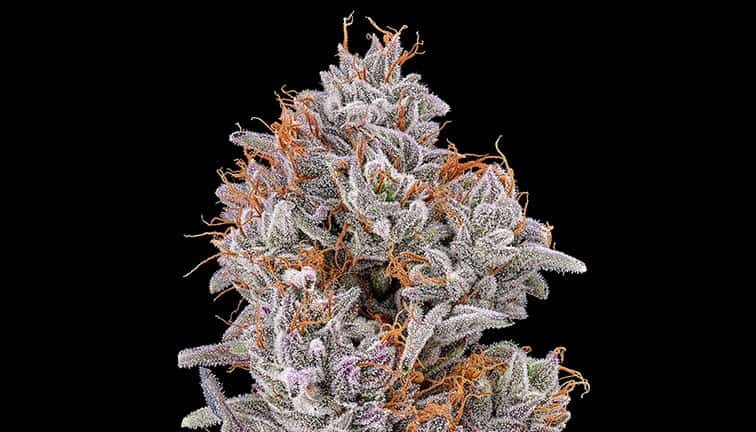 The top of an Alien Blackout cultivar grown by Unrivaled Brands