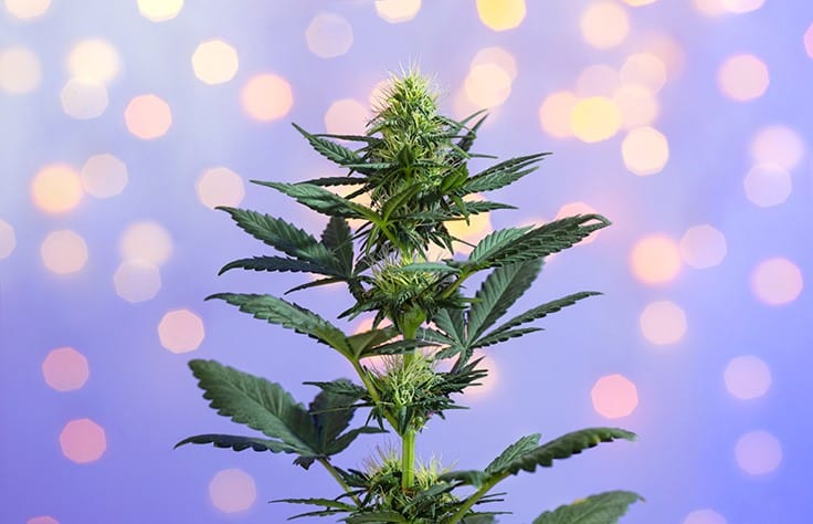 Cannabis in the New Year: 5 Key Trends to Watch