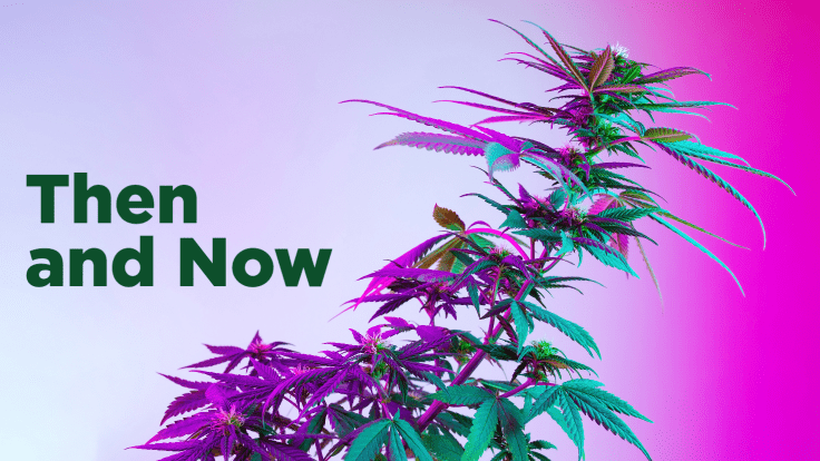The Cannabis Industry Continues to Amaze: 2021 Lessons Learned and 2022 Trends to Watch 