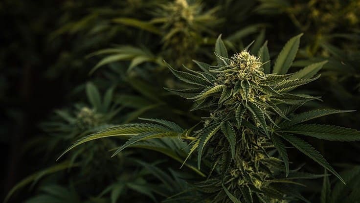 Cannabis Business Times’ Top 10 Articles of 2021